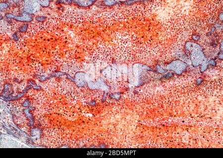 Fat heart tissue under the microscope 100x Stock Photo