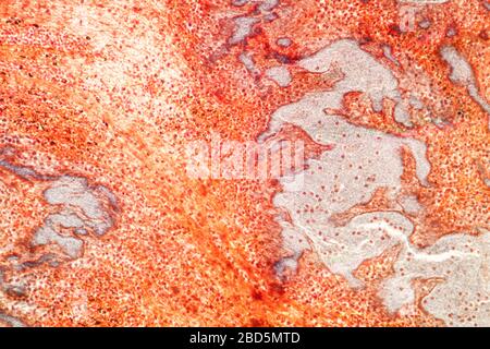 Fat heart tissue under the microscope 100x Stock Photo