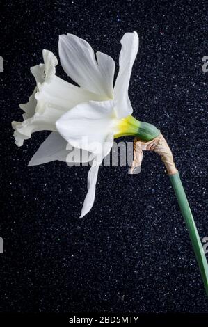 All white Daffodils Mount Hood on a black textured background. Stock Photo