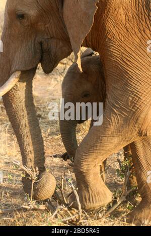 Close up of a Juvenile Elephant Photographed in Kenya Stock Photo