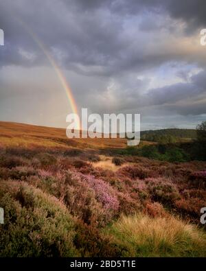 Rainbow over the purple heather Stock Photo