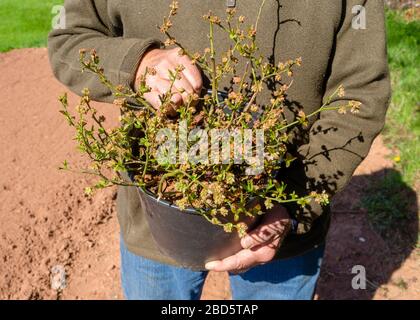 A man holding a potted blueberry plant ready to plant. Stock Photo