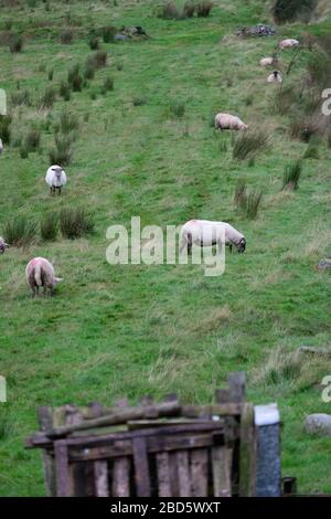 Flock of sheep in a field in Donegal; Ireland;