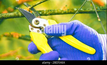 Gardener cuts dry branches of trees with pruning shears. Seasonal work in garden. Pruning bushes. Cutting Branches at autumn, spring. Close up hand of Stock Photo