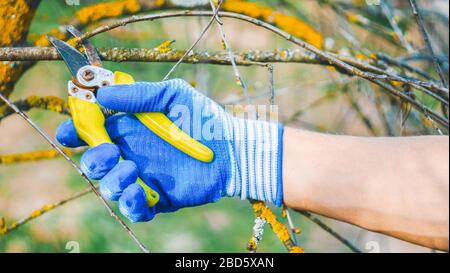 Gardener cuts dry branches of trees with pruning shears. Seasonal work in garden. Pruning bushes. Cutting Branches at autumn, spring. Close up hand of Stock Photo
