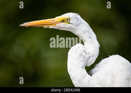 Great Egret perched in a tree over a marsh Stock Photo