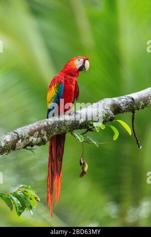 A Scarlet Macaw (Ara macao) perched on a branch, Costa Rica