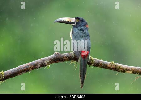 A Collared Aracari (Pteroglossus torquatus) perched on a branch in Costa Rica rainforest Stock Photo