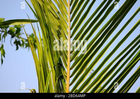 close up of palm leaf in formal garden Stock Photo