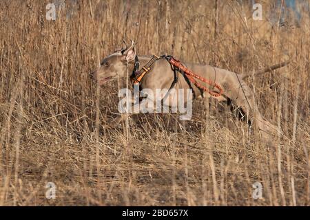 Weimaraner dog hunting ducks in spring Stock Photo