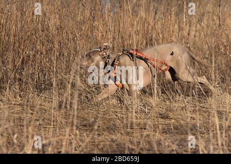 Weimaraner dog hunting ducks in spring Stock Photo