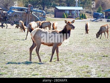 A herd of wild elk graze in an open pasture on the outskirts of Bend, Oregon. The elk are migrating from the lowlands where they wintered to the nearb Stock Photo