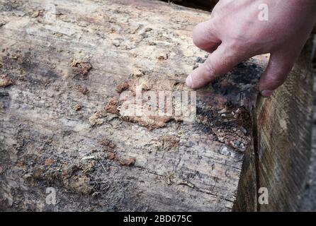 04 April 2020, Brandenburg, Märtensmühle: A man shows us traces of the bark beetle on a felled tree. Photo: Annette Riedl/dpa-Zentralbild/ZB Stock Photo
