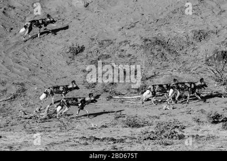 A small pack of African painted wolfs, Lycaon pictus, on the banks of the Olifants River, Kruger National Park, South Africa in Monochrome Stock Photo