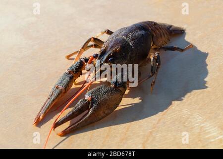 One river cancer on light background at solar day.Alive cancer close-up Stock Photo