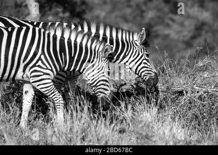 Two Zebras (Equus Quagga burchelli) grazing while walking in the Kruger National Park, South Africa in monochrome Stock Photo