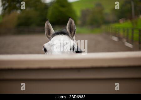 Horse looking out from its stable. Stock Photo