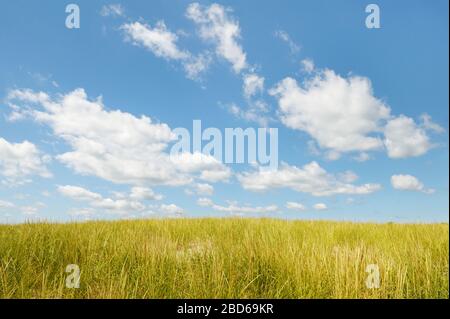 field blue sky wispy clouds summer Stock Photo
