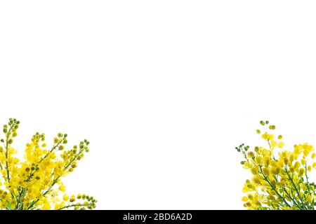 Creative pattern composition natural branches of yellow flowers on white background, isolated. Contemporary style. Spring Easter concept. Flat lay, copy spase. Close up. Stock Photo