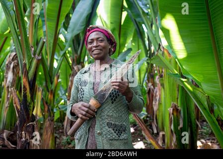 Woman raises banana like Teff, green behind her, to make Injera flat bread, which she cooks on fire,member of the Dorze ethnic group, Dorze, Ethiopia. Stock Photo