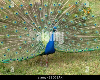 The Indian Peafowl or Blue Peafowl in Franklin Park Zoo in Boston Massachusetts USA Stock Photo