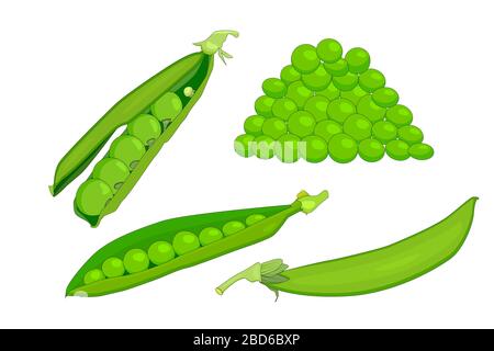 Set green peas isolated on white background. Collection of colorful peas. Fresh legume, whole and open pod of green peas with sweet seed. Stock vector Stock Vector