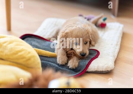 stuffed goldendoodle