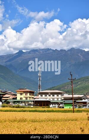 Agricultural fields in Paro district of Bhutan. Stock Photo