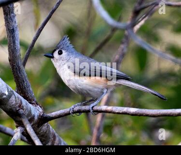 Titmouse bird close-up side profile view perched on a branch with bokeh background in its environment and surrounding. Stock Photo