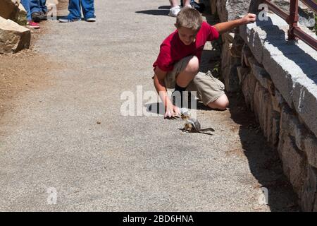 Custer National Forest, Montana, USA - July 13, 2014:  A boy bending down and reaching cautiously to touch a curious chipmunk in Custer National Fores Stock Photo
