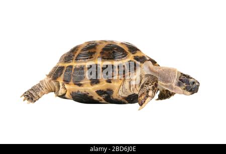 one typical tortoise on white background; isolated, close up Stock Photo