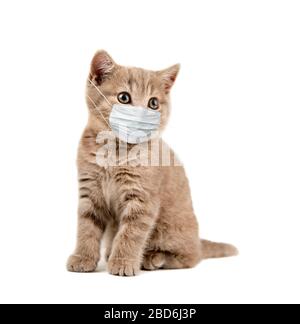 Download Little Kitten In Medical Mask On White Background Isolated Concept Covid 19 Coronavirus Pandemic Stock Photo Alamy PSD Mockup Templates