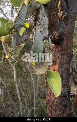 Giant prickly pear cactus Opuntia echios gigantea