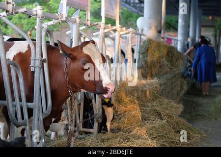 Spotted cow eats hay on dairy farm. Concept of agriculture, farming and livestock. Stock Photo