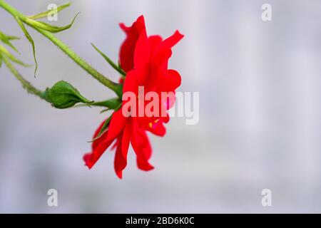 isolated blossom and bud of a rose on gray background Stock Photo