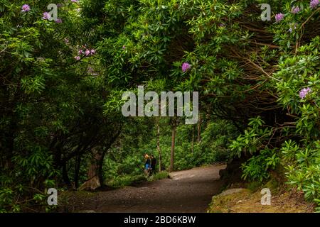 Tourists couple walking under a canopy of blooming Rhododendron in Killarney National Park, County Kerry, Ireland Stock Photo