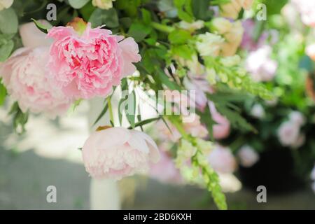 Beautiful delicate pink peonies close-up on a green background. Summer. Stock Photo