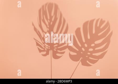 Monstera leaves shadow on vivid coral pink background. Minimal summer concept with tropical shadows. Creative abstract background with copy space for Stock Photo
