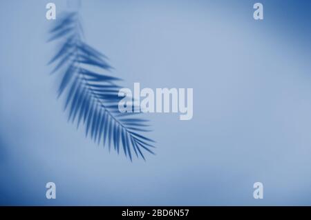 Palm leaf shadow on vivid blue background. Minimal summer concept with tropical shadows. Creative abstract background with copy space for text. Stock Photo