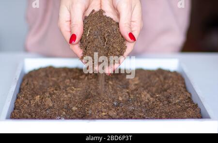 Woman planting seeds in soil indoors. Indoors gardening. Stock Photo