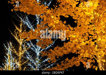 Tree with yellow leaves while other trees in the background are decorated with Christmas lights Stock Photo