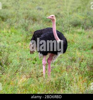 Ostrich. Common Ostrich (Struthio camelus) in Nairobi National Park, Kenya, East Africa Stock Photo