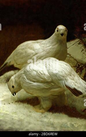 Illustrations White Partridge, Lagopus lagopus, birds Stock Photo