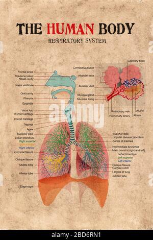 human body respiratory system diagram on old paper weathered. Stock Photo