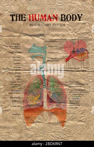 human body respiratory system diagram on old paper weathered. Stock Photo