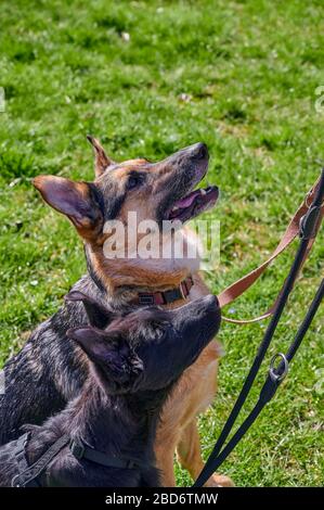 Young black shepherd and adult brown-black shepherd on a meadow in the sunshine. Stock Photo