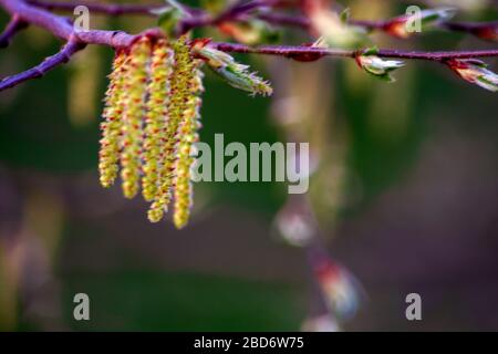 Concept nature : Buds in spring Stock Photo