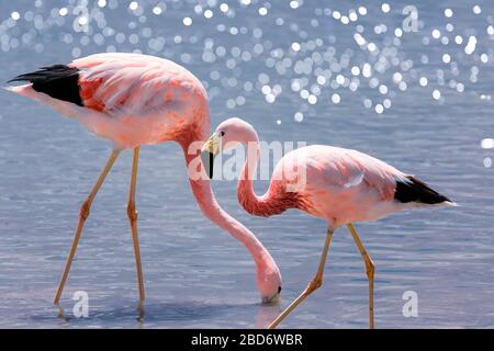 Pink Andean flamingos in salt lake Chaxa near San Pedro de Atacama, Atacama desert, Chile. South America Stock Photo
