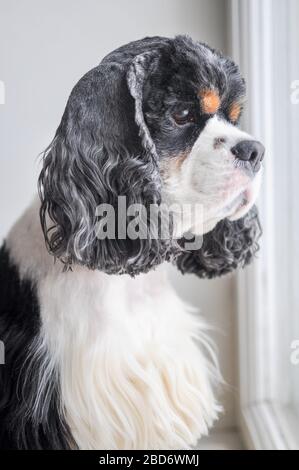 Cute adult purebred tricolor American Cocker Spaniel indoors. A black and white dog with brown eyebrows. Natural daylight. Stock Photo