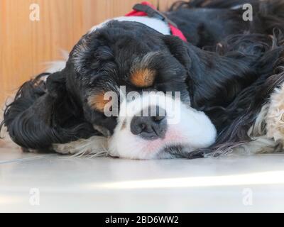 how many hours does a cocker spaniel sleep